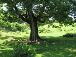 Japan tree