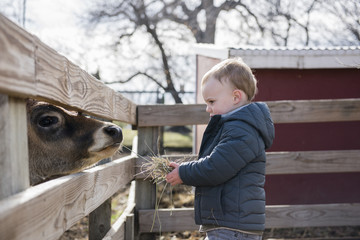 Toddler Boy Visiting a Local Urban Farm and Feeding the Cows with Hay