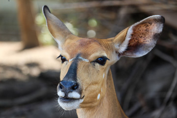 Nyala Antelope in the park