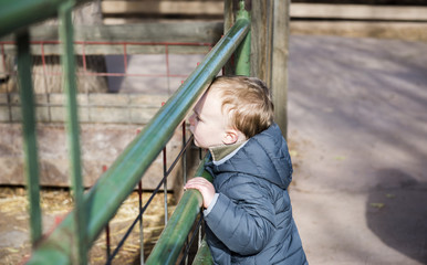 Toddler Boy at a Local Farm Watching Horses Through a Green Iron Gate