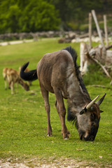 Gnu in parco Natura Viva