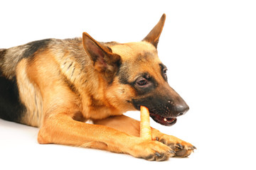 German Shepherd dog lying down on a white background and eating a carrot