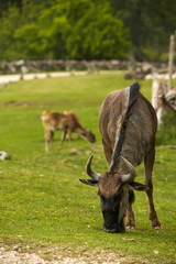 Gnu in parco Natura Viva