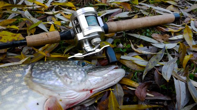 Closeup of big pike near baitcasting tackles