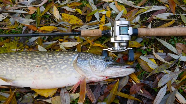 Huge northen pike on autumn leaves with baitcasting reel