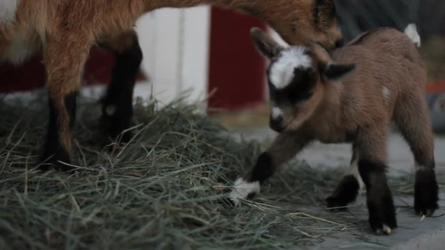 Pan left, baby pygmy goat runs under mother
