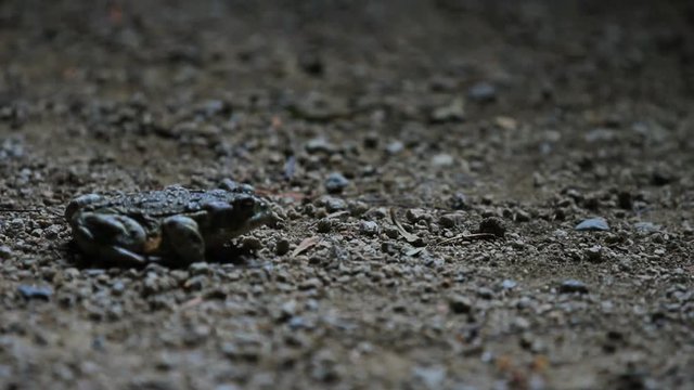 Close up, toad jumps at night