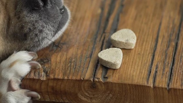 Little dog begging for treat on table