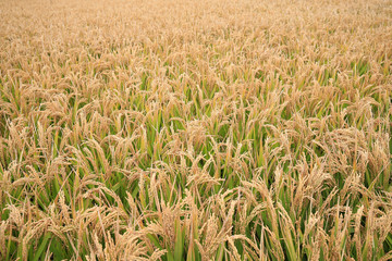 Golden rice