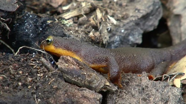 Close up, newt in forest ecosystem