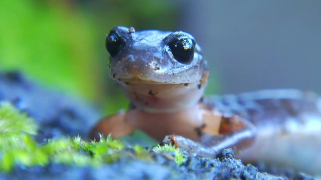 Rack focus, salamander on forets floor