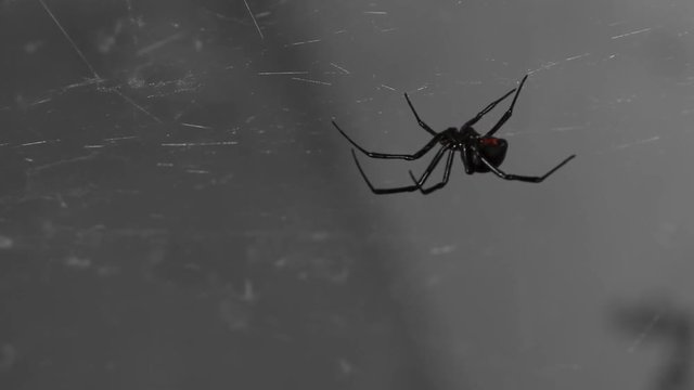 Rack focus, black widow on web