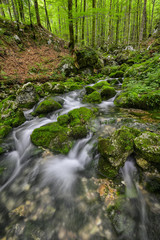 Forest stream