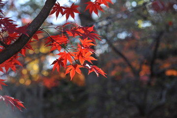 Lightened red leaves of maple