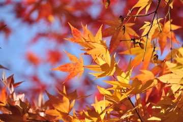 Red and yellow leaves of maple