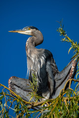 Heron