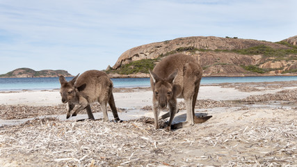 KANGAROO BEACH AUSTRALIA