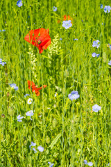 Red poppy flowers on blue flax field