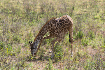 Naklejka na ściany i meble Maasai Giraffe (twiga) Licking Bones