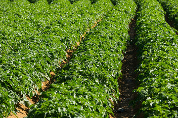 Large potato field with potato plants planted in nice straight rows
