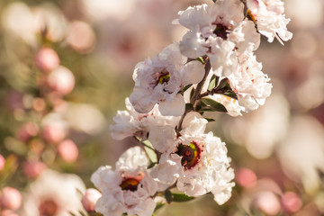 isolated white manuka tree flowers in bloom 