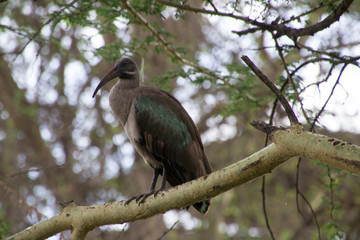 Hadada Ibis, Arusha National Park