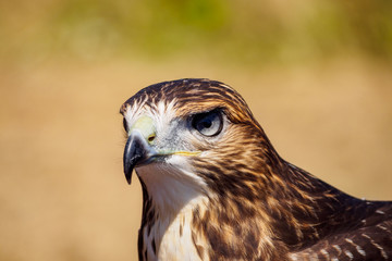 Hawk