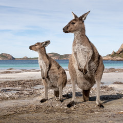 KANGAROO BEACH AUSTRALIA
