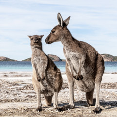 KANGAROO BEACH AUSTRALIA