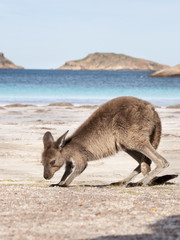 KANGAROO BEACH AUSTRALIA