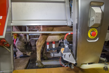 Milking the cows with a fully automated milking robot