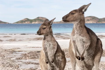 Foto op geborsteld aluminium Kangoeroe KANGAROO BEACH AUSTRALIA