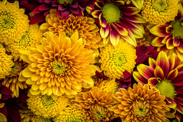 Mums in warm fall colors fill the frame.