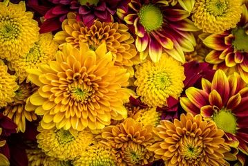  Mums in warm fall colors fill the frame. © Mary Lynn Strand