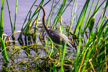 Great heron