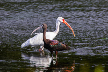 Glossy and White Ibis