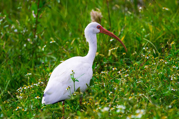 White Ibis