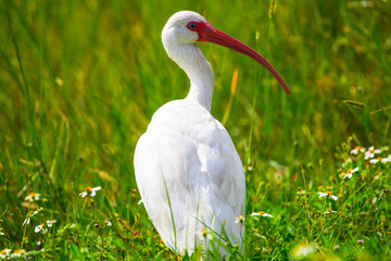 White Ibis