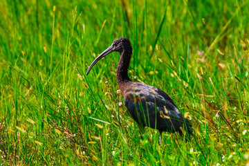 Glossy Ibis