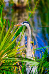 Great Blu Heron
