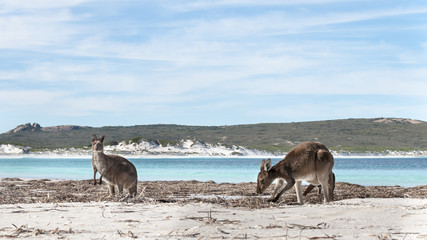 Fototapeta premium KANGAROO BEACH AUSTRALIA