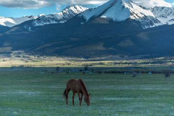 Fototapeta na wymiar Horse with mountain background