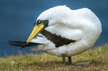 Masked Booby