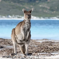 Photo sur Plexiglas Kangourou KANGAROO BEACH AUSTRALIA