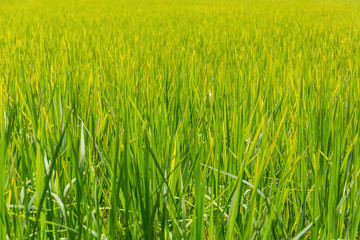 Obraz premium Nice green rice leaves in nature background