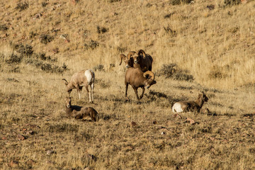 Rocky Mountain Bighorn Sheep During the Fall Rut