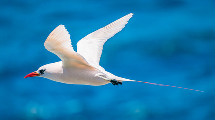Red-tailed Tropic-bird