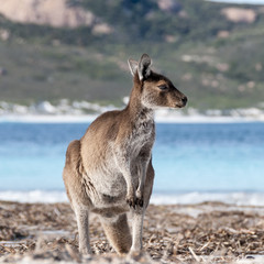 KANGAROO BEACH AUSTRALIA