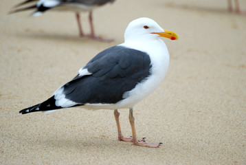 Bird in Mexico