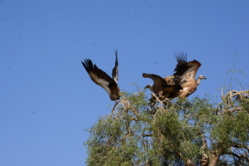 The griffon vulture (Gyps fulvus) 